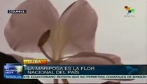Flores nativas y exóticas brillan en el paisaje cubano