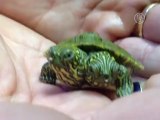 Черепаха с двумя головами родилась в зоопарке США