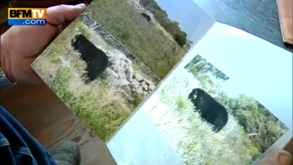 Viviane, l'ourse en cavale, photographiée par un randonneur - 28/06