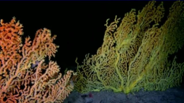 Au coeur des abysses,le plus grand volcan du monde