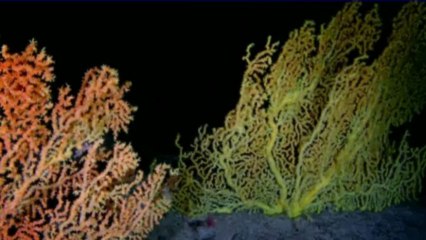 Au coeur des abysses,le plus grand volcan du monde