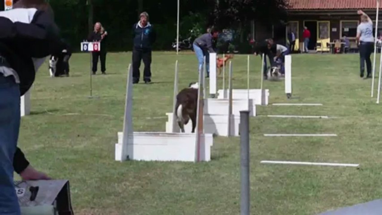 flyball Ezzo