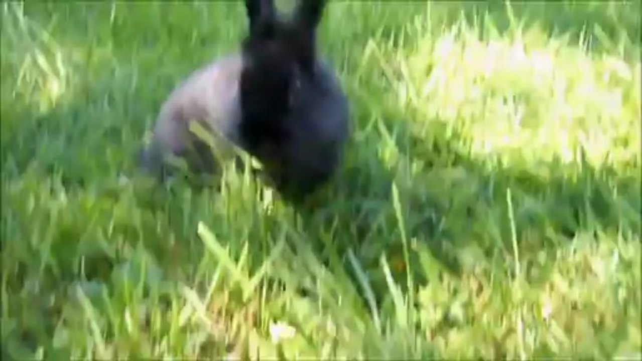 Mon lapin nain en liberté