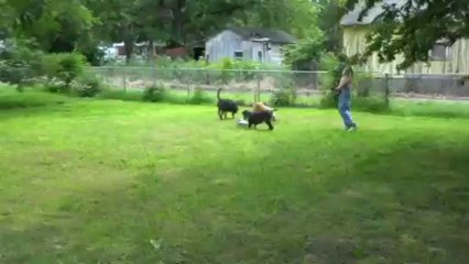 Go-Go Dog Pals Giveaway Winner