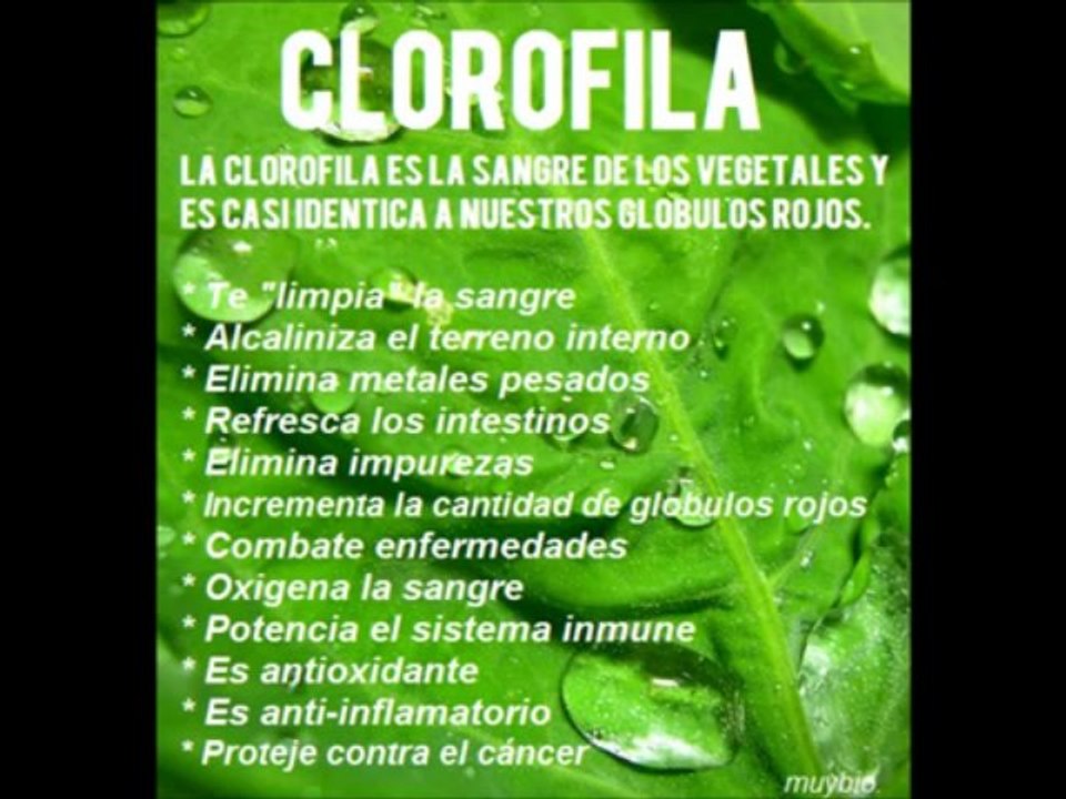 Perlas de MUYBIO | Los Alimentos Alcalinos y Ácidos