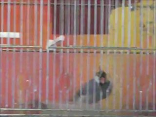 bain de quelques un de mes oiseaux