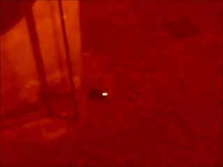 occhi luminosi di gatto nero 2