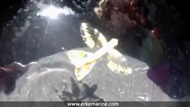 ERKE Marine, Kırlangıç Balığı Yavrusu - Göcek / Türkiye - erkemarine.com