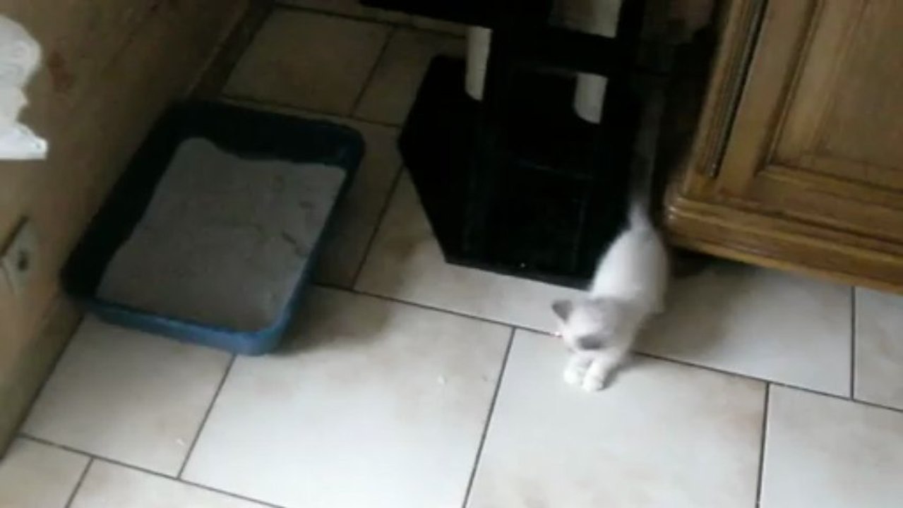 Igor et son arbre à chat