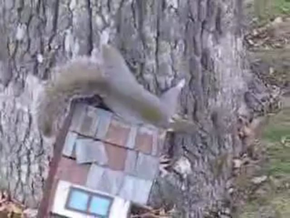 Besoffenes Eichhörnchen