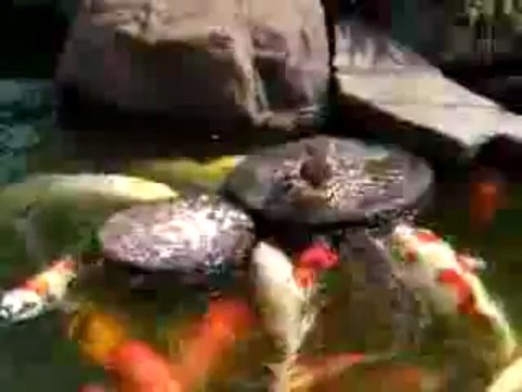 Entenbaby fütter Fische