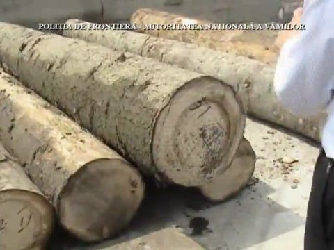 Des cigarettes dans un tronc d'arbre