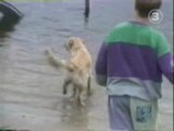 Hund am Strand