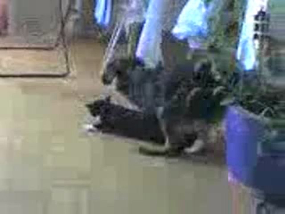 Katze + Hund