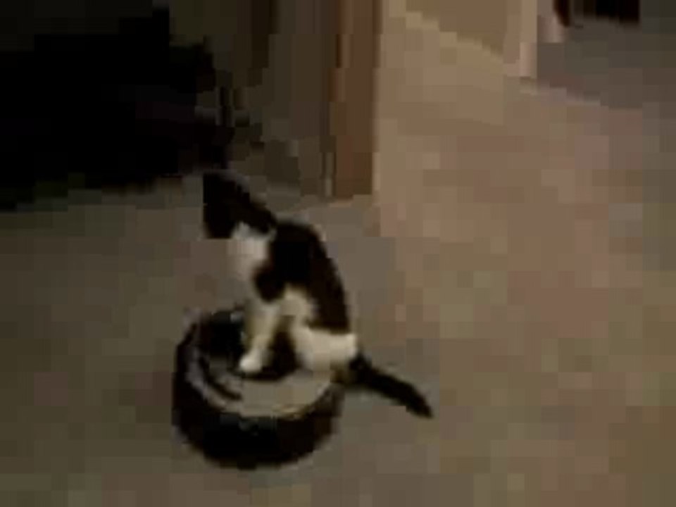 Katze fährt auf Staubsauger