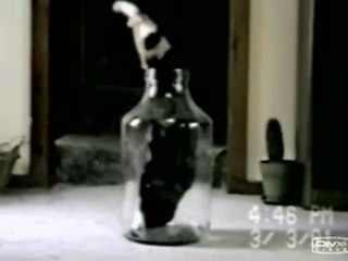 Katze in der Flasche