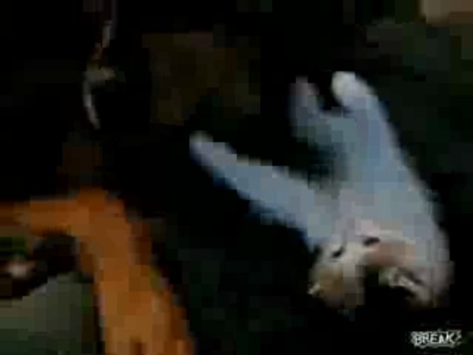 Rottweiler spielt mit Kätzchen