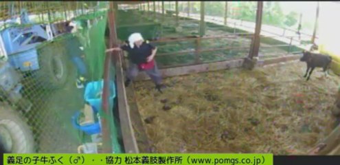 20130624  お二人のボラさん、針さん、ガガちゃん、いちごちゃん