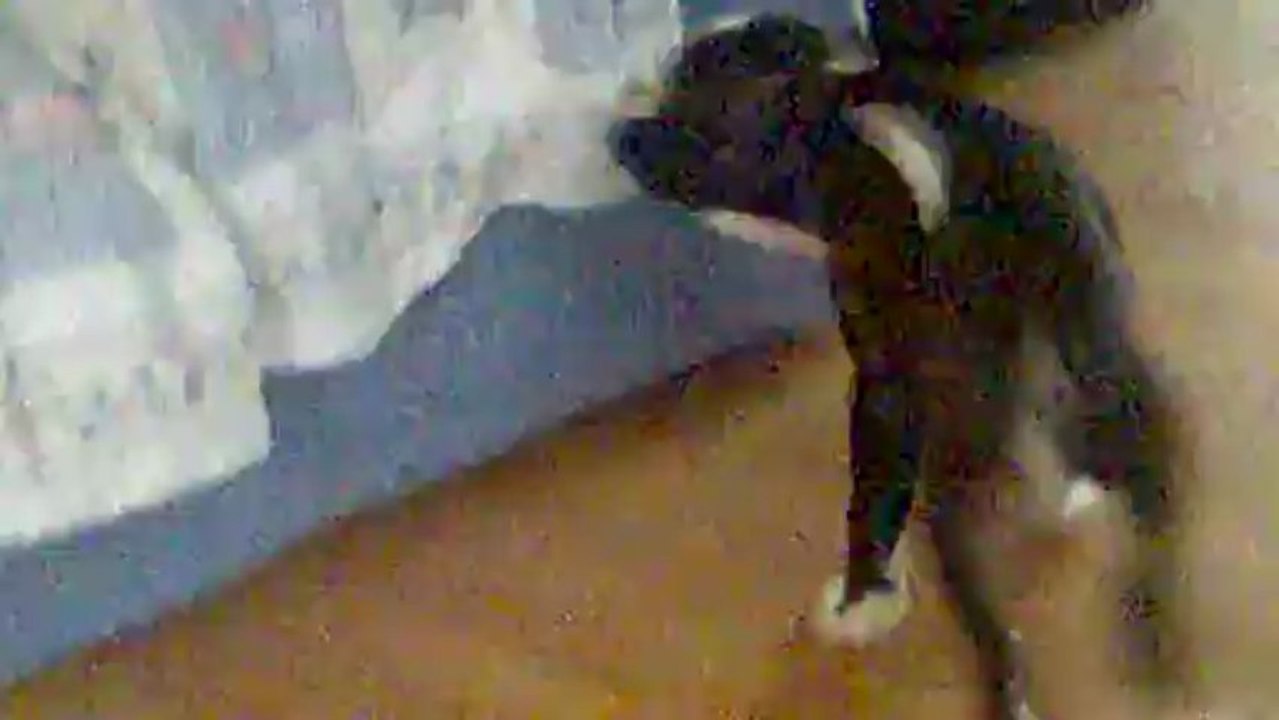 Império della andasi 2 mois