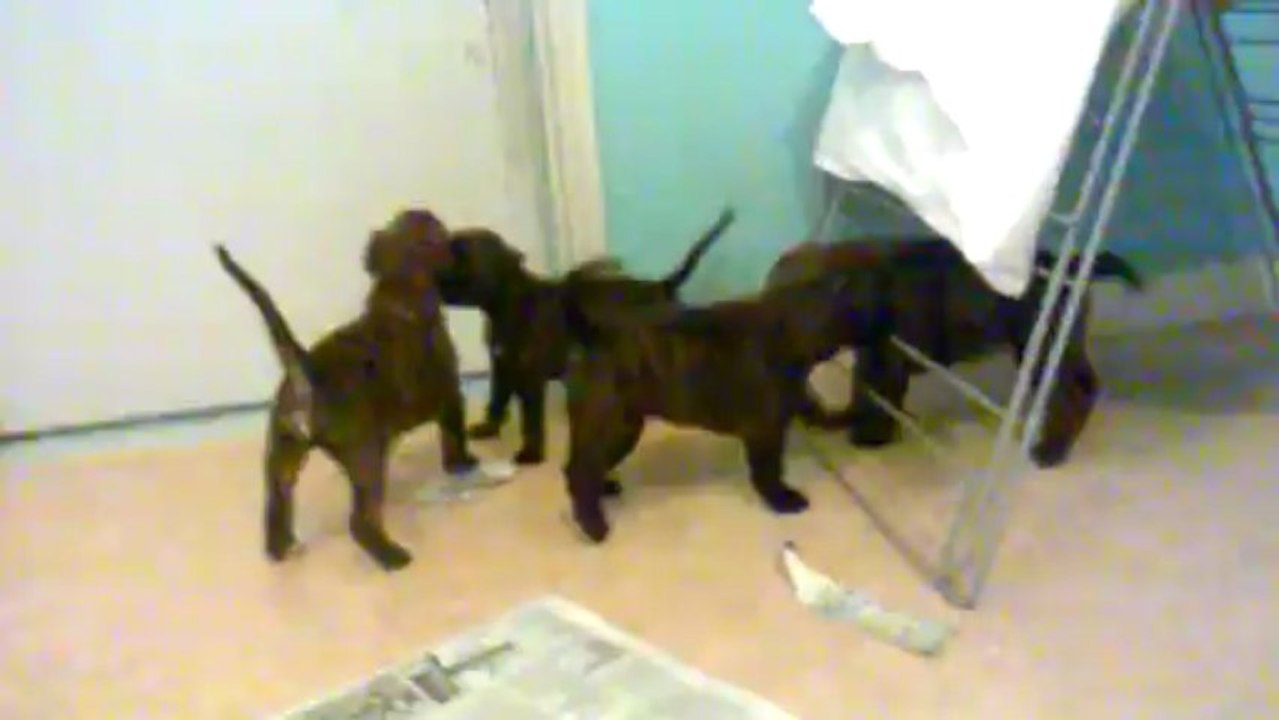 chiots de déesse et fell's à 4 semaines