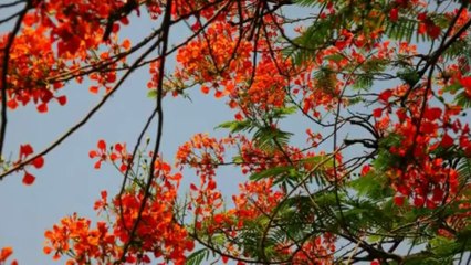 Neemai Dara-Re [Bangla Folk Song, Bangladesh] - YouTube