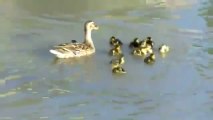Cesur ördek yavruları suya atlıyor