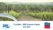 Irrigation de la vigne : le Languedoc-Roussillon en pointe