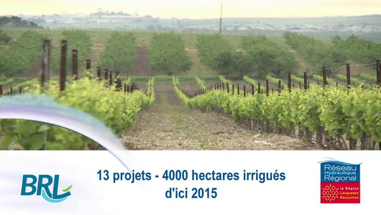 Irrigation de la vigne : le Languedoc-Roussillon en pointe