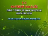 2013 YILI DOĞUMLU SAFKAN TAYLARIN SOYKÜTÜĞÜNE KAYIT İŞLEMLERİ VE PEDİGRİLERİNİN ÇIKARILMA İŞLEMLERİ