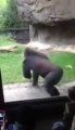Goril Çocukları korkuttu