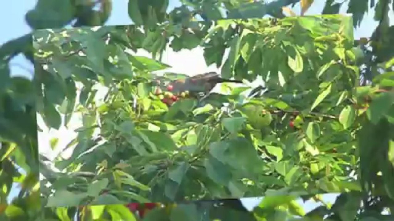 Oise : un matin d'été au jardin