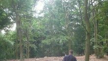 Throwing Sticks