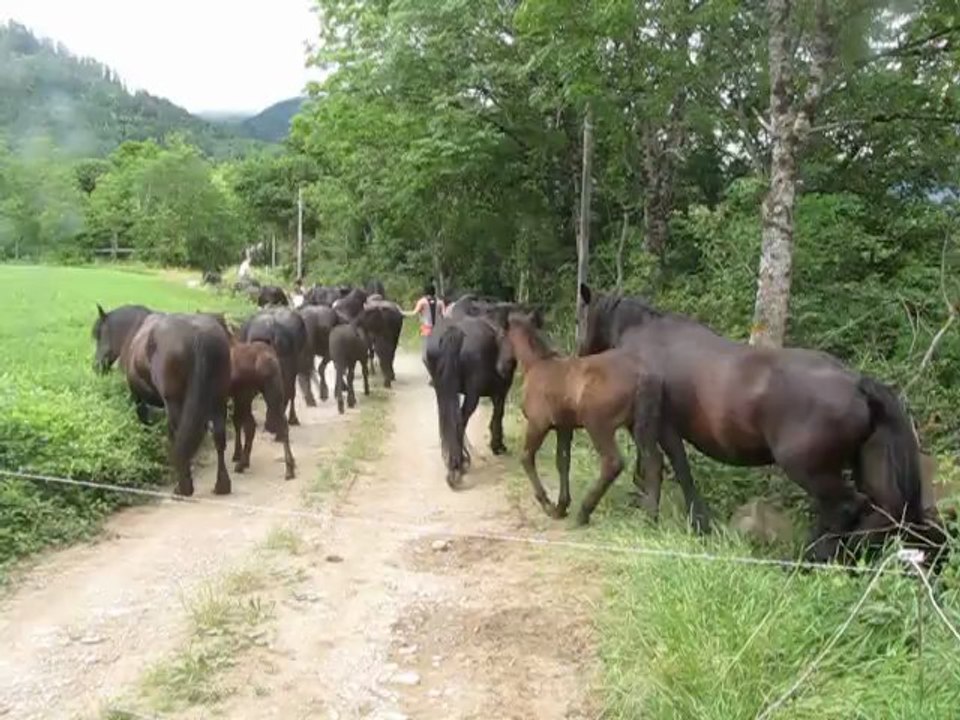 Départ de la transhumance 2013