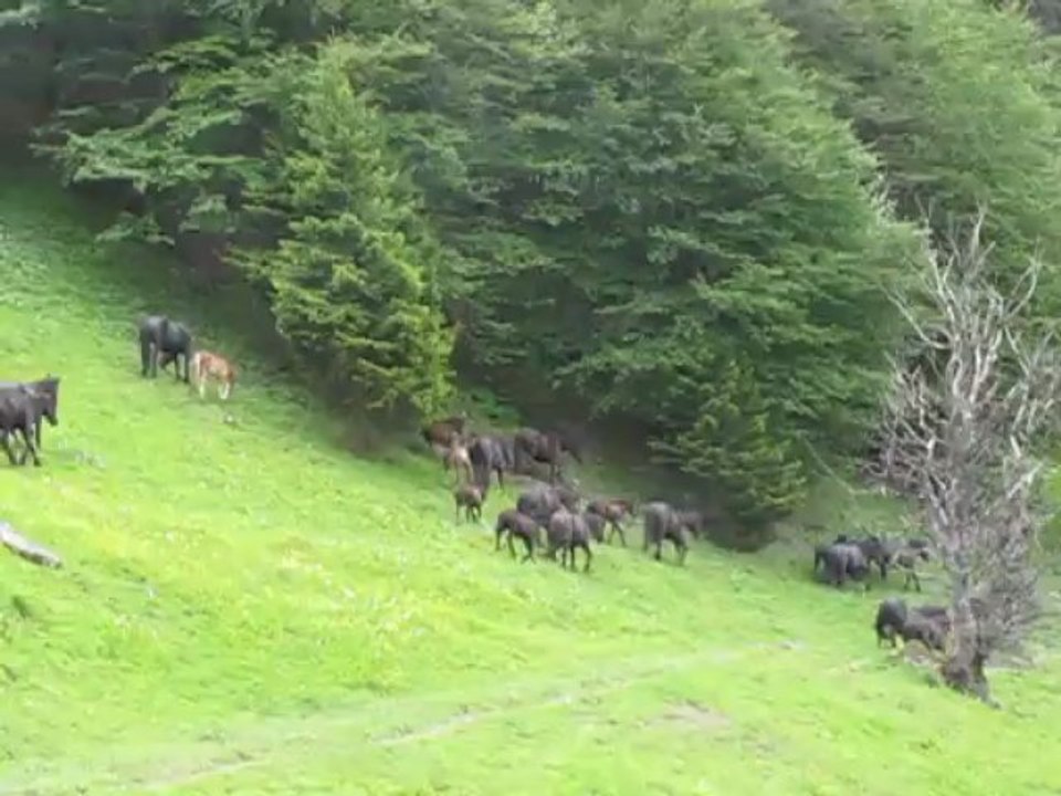 Départ d'Etoilette...