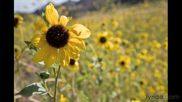 Foundations of Photography Black and White-02What Is Black-and-White Photography-03mediumOfBW