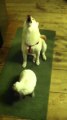 Dog howls while a rabbit  hangs out
