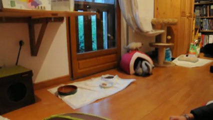 les chatons de Gaïa 2013