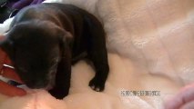 8. Chiot staffordshire bull terrier vidéo 8 de la 12ème portée de STAFFORDLAND