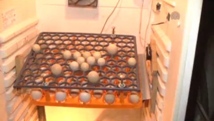 Buzdolabından kuluçka makinesi