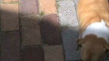 Hond en kat samen.(Eigen video)