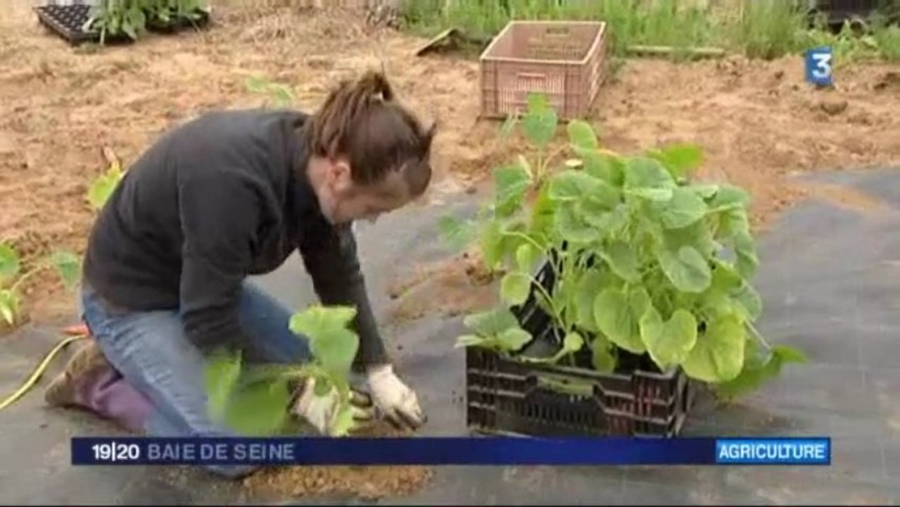 Bouquetot (27) : de jeunes maraichers bio heureux