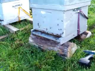 Transhumances abeilles - ouverture de la ruche