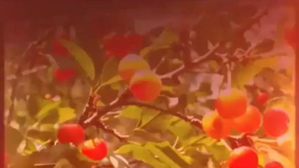 Leader Authority Sales Trainer National achiever CHERI TREE