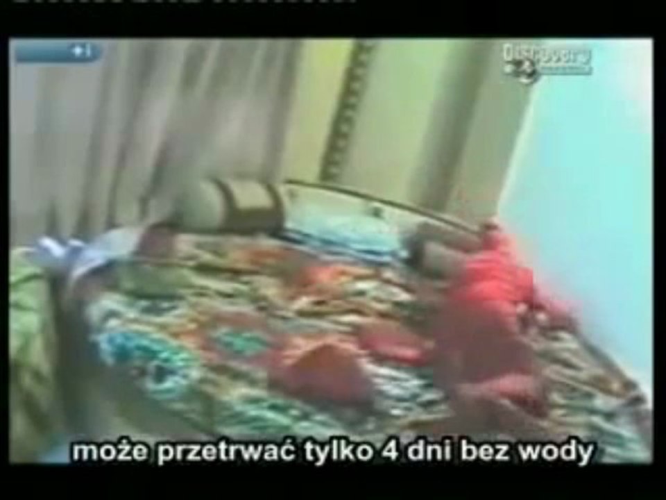 ستر سال سے اس انسان نے نا کھایا نا پیا اور پھر بھی زندہ ہے۔ ڈسکوری چینل کی خصوصی ویڈیو