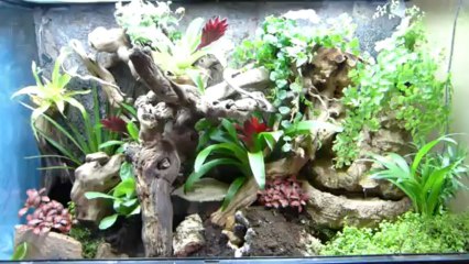 Terrarium Dendrobates