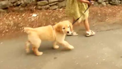 chiot Hovawart 7 semaines I. Anse Malfalco