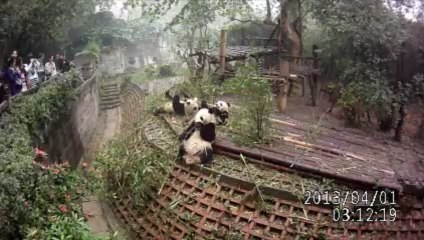 Le repas des trois pandas