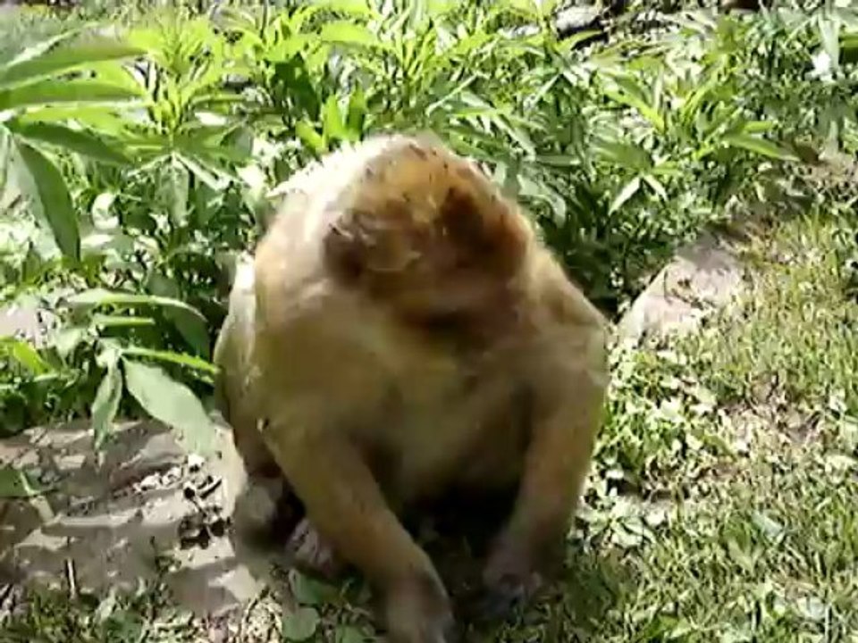 La Montagne des singes