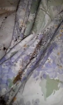 Bed Bug infestation in brooklyn bedbugs-brooklyn.com