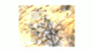 Berret Pest Control Call (214) 242-4800